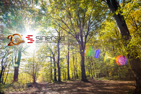 The image features an autumn forest with bright orange and yellow leaves, with the Sinergia logo displayed.