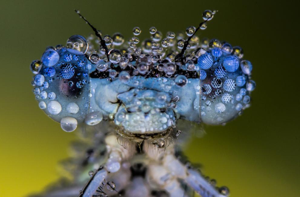 Supermacro shot of a damselfly covered by morning dew. 