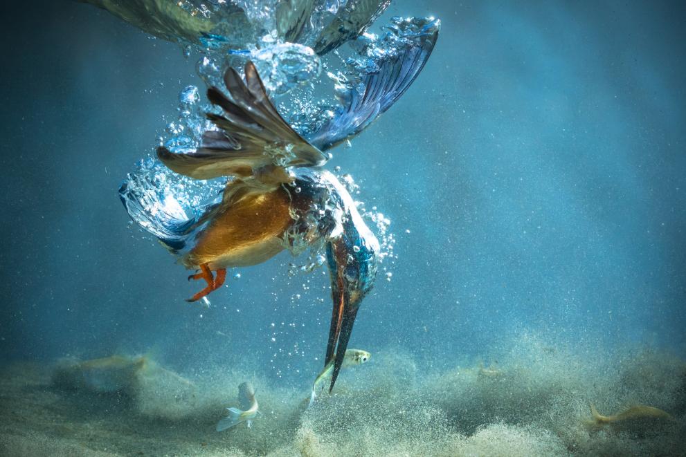 The photo shows the moment when common kingfisher (alcedo atthis) catches fish underwater! The whole action last less than a second and it required a few months of persistence.