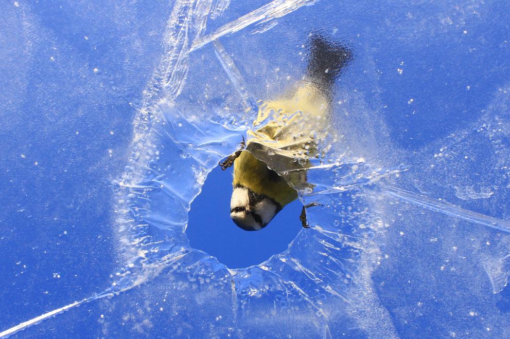 This photograph shows the blue tit looking through the hole in the block of ice. I took this picture in my garden in Bydgoszcz (central Poland), during winter. I observed many times, that curious birds searched for the food and water not only in the birdfeeder, but also on the frozen ground, bottom of tree trunks, etc. I hoped, that one of the blue or great tits would be interested in that hole in the ice. After 30 minutes of waiting with remote control in one hand and binoculars in the other