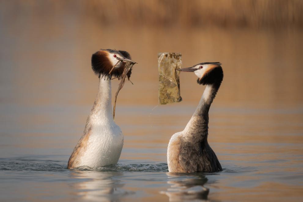 During the period of the courting the Great crested grebes are used to exchange gifts, generally seaweeds. In this photo a grebe donates a piece of plastic mistaken for a succulent seaweed