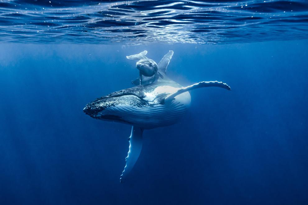 This encounter in the Indian Ocean is incredible. The humpback whale is an extraordinary animal. To meet it in the water, in its universe, is magical. The water reduces the sounds, and we only hear its song, rocked by the movement of the waves
